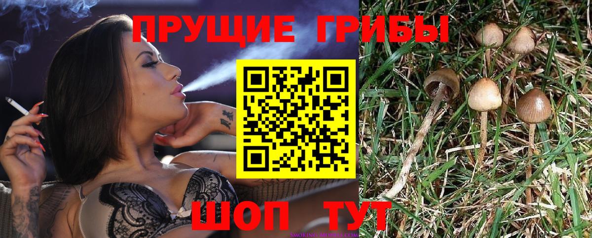 Псилоцибиновые грибы Psilocybe  Псилоцибиновые грибы мицелий  Керчь  Вход с VPN 